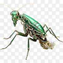 螳螂-翅膀-空若网 螳螂-翅膀-空若网