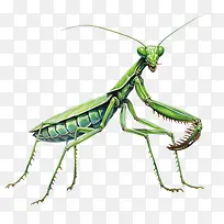 螳螂-螳螂昆虫螳螂绿棕色-空若网 螳螂-螳螂昆虫螳螂绿棕色-空若网