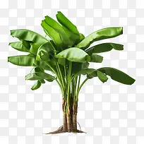 香蕉树-香蕉树-空若网 香蕉树-香蕉树-空若网