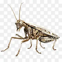 螳螂-翅膀-空若网 螳螂-翅膀-空若网