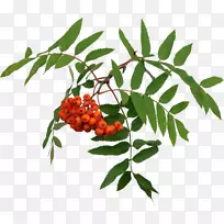 山灰树剪辑艺术浆果-空若网 山灰树剪辑艺术浆果-空若网