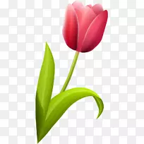 开花植物郁金香百合科郁金香-空若网 开花植物郁金香百合科郁金香-空若网
