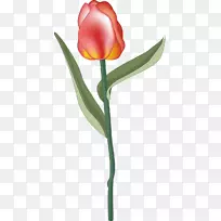开花植物切花郁金香-空若网 开花植物切花郁金香-空若网