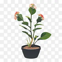 植物-植物盆栽橙色花朵多肉质-空若网 植物-植物盆栽橙色花朵多肉质-空若网