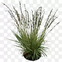 ֲ��PNG PIC-������