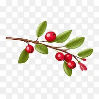 ��Խݮ��֦-��Խݮ��֦��ɫ����������֦������ľ����֦�ϵĽ���-������