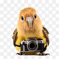 ������Ӱ��-��ɫ-������