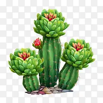 仙人掌-仙人掌-空若网 仙人掌-仙人掌-空若网