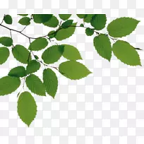 树枝-树分支png文件-空若网 树枝-树分支png文件-空若网