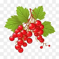 红蔓越莓-红蔓越莓红色浆果浆果水果-空若网 红蔓越莓-红蔓越莓红色浆果浆果水果-空若网