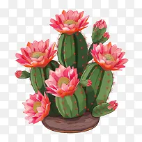 仙人掌-仙人掌-空若网 仙人掌-仙人掌-空若网