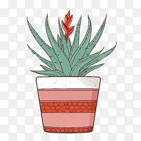 芦荟-芦荟-空若网 芦荟-芦荟-空若网