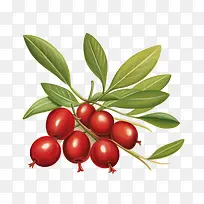 红蔓越莓-樱花-空若网 红蔓越莓-樱花-空若网