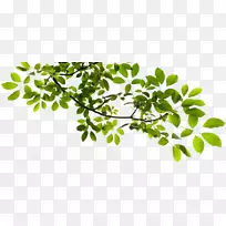 Ê÷Ö¦¼ôÌù»-Ê÷֦͸Ã÷PNG-¿ÕÈôÍø Ê÷Ö¦¼ôÌù»-Ê÷֦͸Ã÷PNG-¿ÕÈôÍø