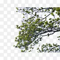 ��֦������-��֦PNG������-������