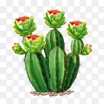 多肉植物-仙人掌-空若网 多肉植物-仙人掌-空若网