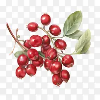 С��ݮ-С��ݮ��ɫ��������ˮ������ˮ��-������