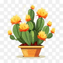 多肉植物-仙人掌-空若网 多肉植物-仙人掌-空若网