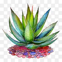 芦荟-芦荟-空若网 芦荟-芦荟-空若网