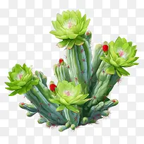 多肉植物-仙人掌-空若网 多肉植物-仙人掌-空若网