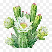 多肉植物-仙人掌-空若网 多肉植物-仙人掌-空若网