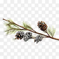 �ɹ�-�ɹ��ɹ���֦��Ƥ-������