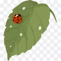 剪贴画-昆虫-空若网 剪贴画-昆虫-空若网