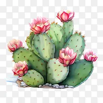 仙人掌-仙人掌-空若网 仙人掌-仙人掌-空若网