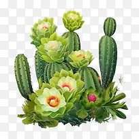 仙人掌-仙人掌-空若网 仙人掌-仙人掌-空若网