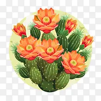 多肉植物-仙人掌-空若网 多肉植物-仙人掌-空若网