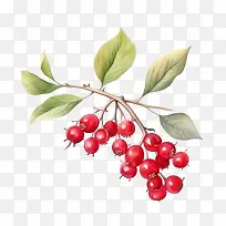 红蔓越莓-红蔓越莓浆果红色果枝-空若网 红蔓越莓-红蔓越莓浆果红色果枝-空若网