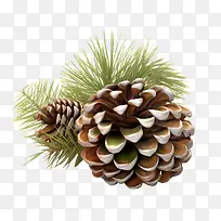 �ɹ�-�ɹ�ͼ����ʾ�ɹ���֦����Ҷ�ɹ�-������