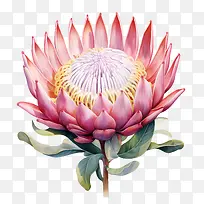 普罗蒂亚花-玫瑰-空若网 普罗蒂亚花-玫瑰-空若网