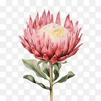 普罗蒂亚花-红花-空若网 普罗蒂亚花-红花-空若网