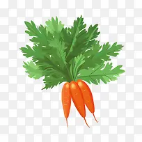 ���ܲ�-���ܲ����ܲ������߲˳�ɫ��Ҷ�߲�-������