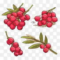 蔓越莓-蔓越莓越橘水果浆果红色浆果-空若网 蔓越莓-蔓越莓越橘水果浆果红色浆果-空若网