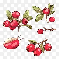 蔓越莓-蔓越莓越橘浆果蔓越莓水果-空若网 蔓越莓-蔓越莓越橘浆果蔓越莓水果-空若网