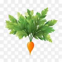 胡萝卜——健康食品-空若网 胡萝卜——健康食品-空若网