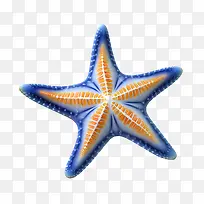 海星-橙色-空若网 海星-橙色-空若网