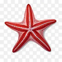 海星-海星红色海星海洋生物海洋-空若网 海星-海星红色海星海洋生物海洋-空若网