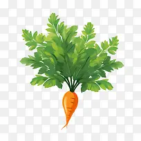 ���ܲ�-���ܲ����ܲ���԰��ɫ-������