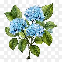 绣球花-绣球花绣球花蓝色的花朵植物区系-空若网 绣球花-绣球花绣球花蓝色的花朵植物区系-空若网