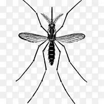 �ó������-����-������