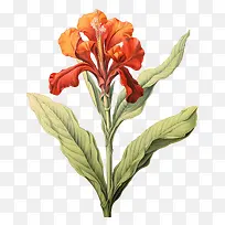 美人蕉-美人蕉兰花热带异国情调多彩-空若网 美人蕉-美人蕉兰花热带异国情调多彩-空若网