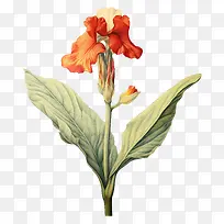 美人蕉-橙色-空若网 美人蕉-橙色-空若网