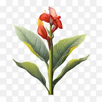 美人蕉-红色的花-空若网 美人蕉-红色的花-空若网