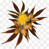 PlayStation�ܼ಩��-Ԫ��-������