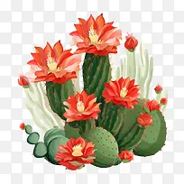 仙人掌-仙人掌-空若网 仙人掌-仙人掌-空若网