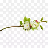 花卉博客-灌木-空若网 花卉博客-灌木-空若网