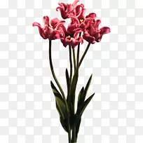 郁金香切花花瓣-空若网 郁金香切花花瓣-空若网